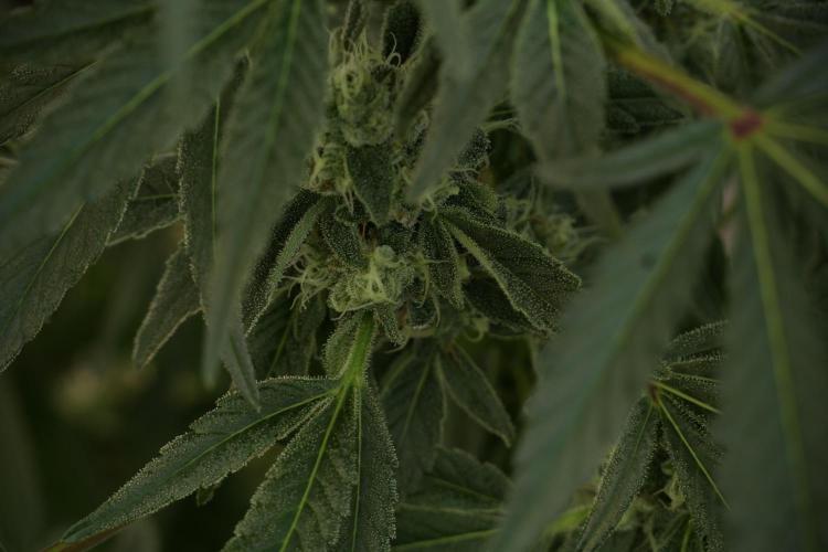 TicaL X Zamnesia-NectarDrip pack#268/750. Week 11 - Trained Nectar Drip , way smaller plant 