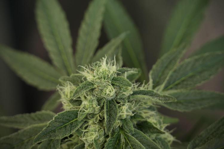 TicaL X Zamnesia-NectarDrip pack#268/750. Week 11 - Trained Nectar Drip , way smaller plant 