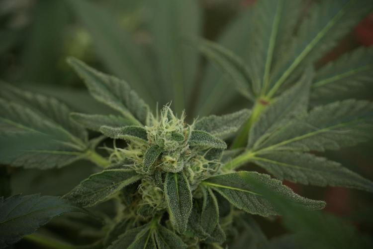 TicaL X Zamnesia-NectarDrip pack#268/750. Week 11 - Trained Nectar Drip , way smaller plant 