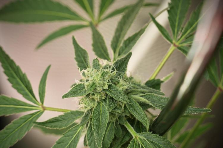 TicaL X Zamnesia-NectarDrip pack#268/750. Week 11 - Trained Nectar Drip , way smaller plant 