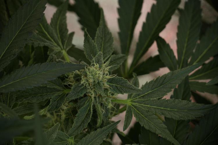 TicaL X Zamnesia-NectarDrip pack#268/750. Week 11 - Trained Nectar Drip , way smaller plant 