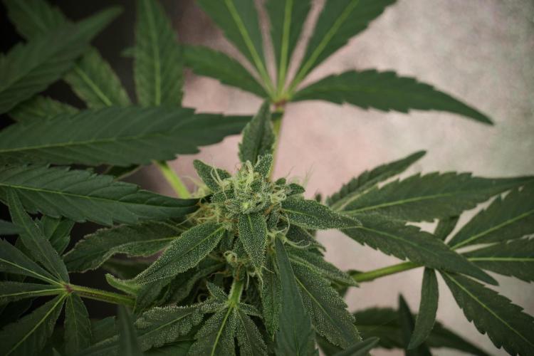 TicaL X Zamnesia-NectarDrip pack#268/750. Week 11 - Trained Nectar Drip , way smaller plant 