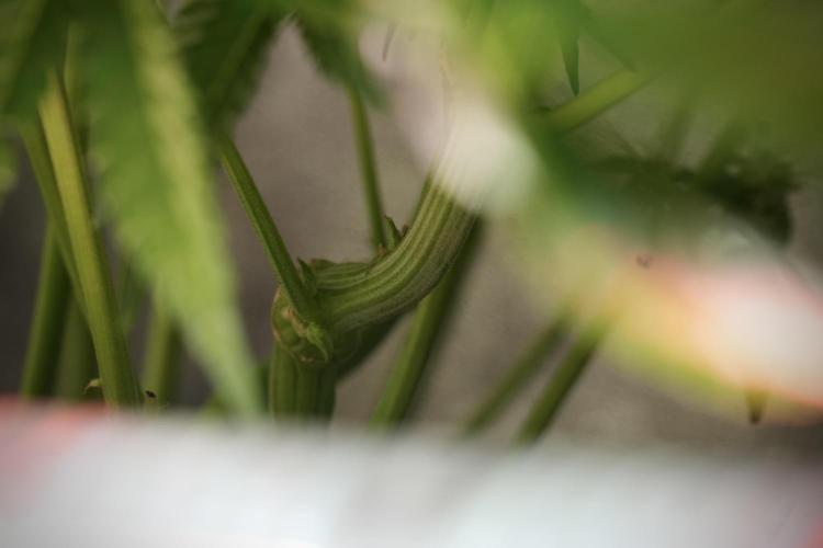 TicaL X Zamnesia-NectarDrip pack#268/750. Week 11 - Trained Nectar Drip , way smaller plant 