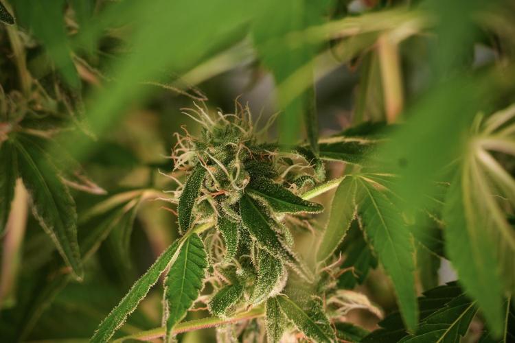 TicaL X Zamnesia-NectarDrip pack#268/750. Week 11 - Trained Nectar Drip , way smaller plant 