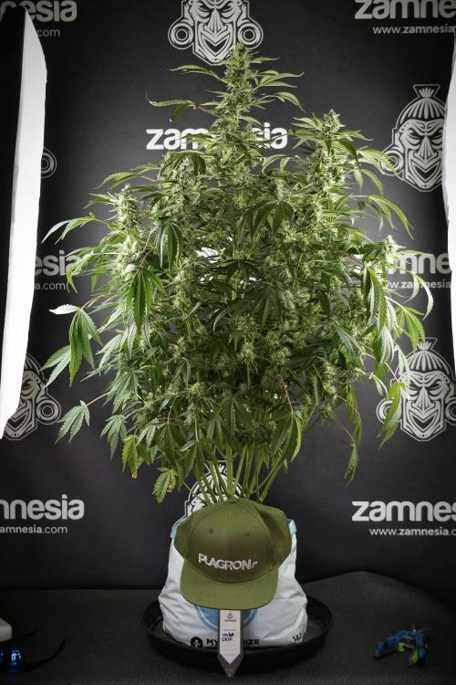 TicaL X Zamnesia-NectarDrip pack#268/750. Week 11 - Nectar Drip Defoliation day 
