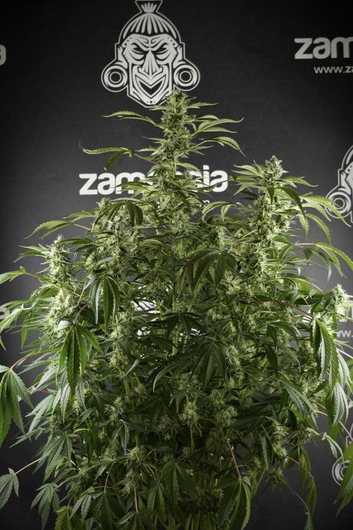 TicaL X Zamnesia-NectarDrip pack#268/750. Week 11 - Nectar Drip Defoliation day 
