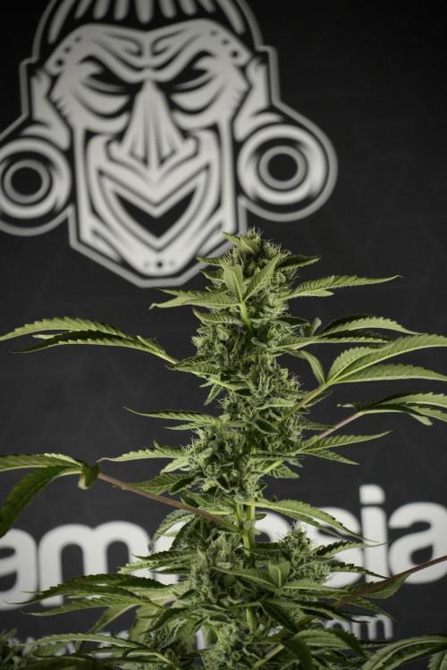 TicaL X Zamnesia-NectarDrip pack#268/750. Week 11 - Nectar Drip Defoliation day 