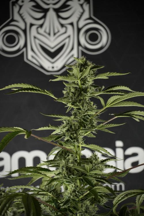 TicaL X Zamnesia-NectarDrip pack#268/750. Week 11 - Nectar Drip Defoliation day 