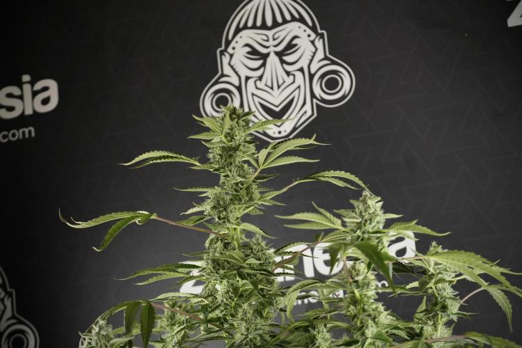 TicaL X Zamnesia-NectarDrip pack#268/750. Week 11 - Nectar Drip Defoliation day 