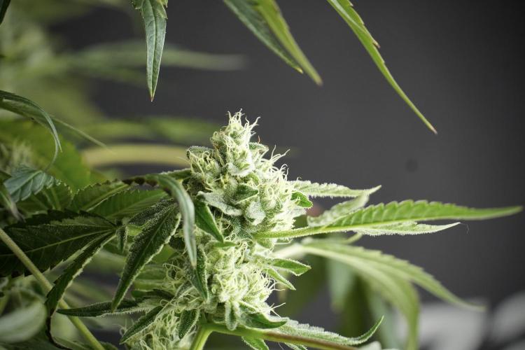 TicaL X Zamnesia-NectarDrip pack#268/750. Week 11 - Nectar Drip Defoliation day 