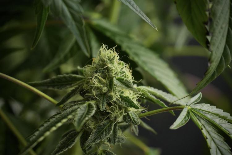 TicaL X Zamnesia-NectarDrip pack#268/750. Week 11 - Nectar Drip Defoliation day 