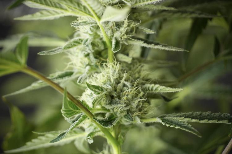 TicaL X Zamnesia-NectarDrip pack#268/750. Week 11 - Nectar Drip Defoliation day 