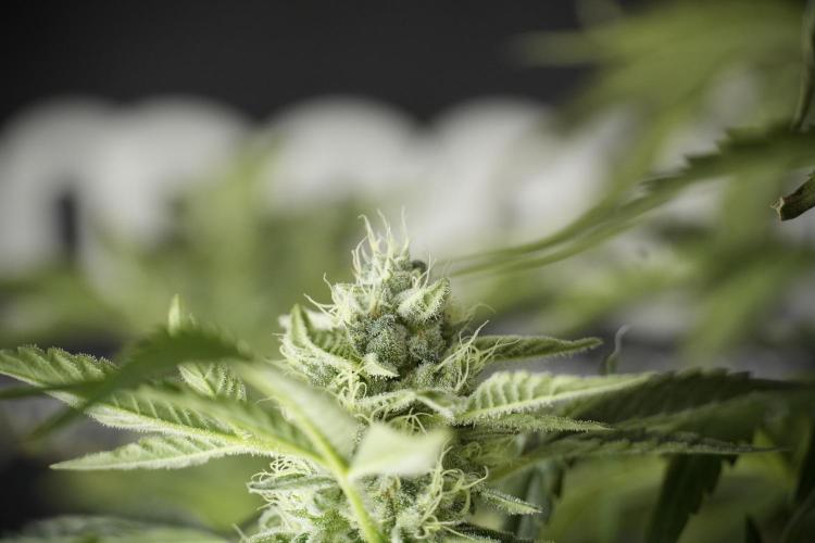 TicaL X Zamnesia-NectarDrip pack#268/750. Week 11 - Nectar Drip Defoliation day 