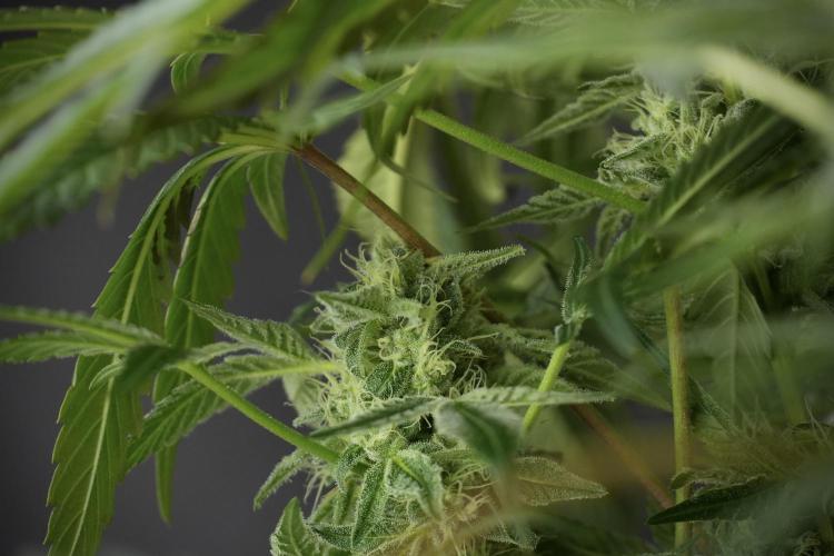 TicaL X Zamnesia-NectarDrip pack#268/750. Week 11 - Nectar Drip Defoliation day 