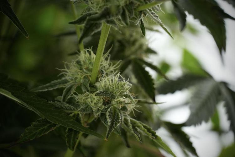 TicaL X Zamnesia-NectarDrip pack#268/750. Week 11 - Nectar Drip Defoliation day 