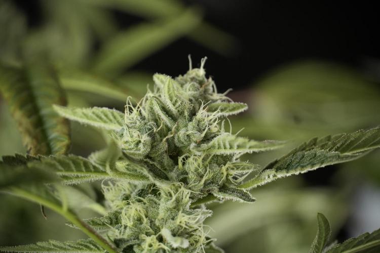 TicaL X Zamnesia-NectarDrip pack#268/750. Week 11 - Nectar Drip Defoliation day 