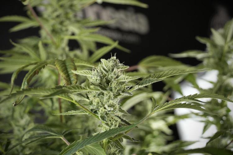 TicaL X Zamnesia-NectarDrip pack#268/750. Week 11 - Nectar Drip Defoliation day 