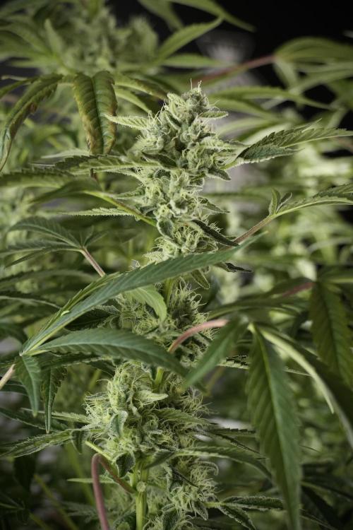 TicaL X Zamnesia-NectarDrip pack#268/750. Week 11 - Nectar Drip Defoliation day 