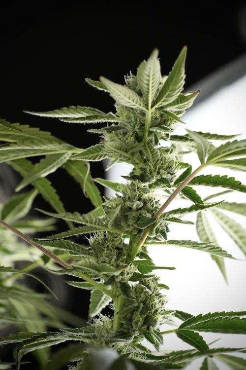 TicaL X Zamnesia-NectarDrip pack#268/750. Week 11 - Nectar Drip Defoliation day 
