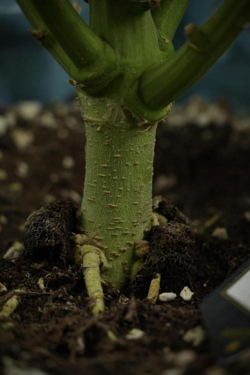 TicaL X Zamnesia-NectarDrip pack#268/750. Week 11 - Nectar Drip Defoliation day 