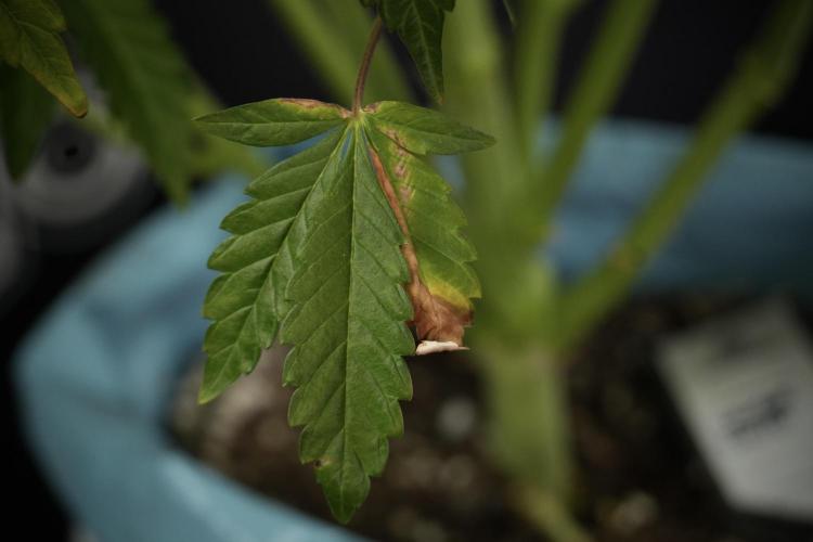 TicaL X Zamnesia-NectarDrip pack#268/750. Week 11 - Nectar Drip Defoliation day 