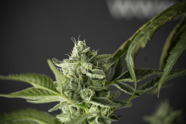 TicaL X Zamnesia-NectarDrip pack#268/750. Week 11 - Nectar Drip Defoliation day 