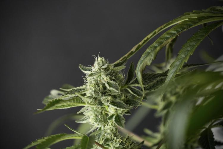 TicaL X Zamnesia-NectarDrip pack#268/750. Week 11 - Nectar Drip Defoliation day 