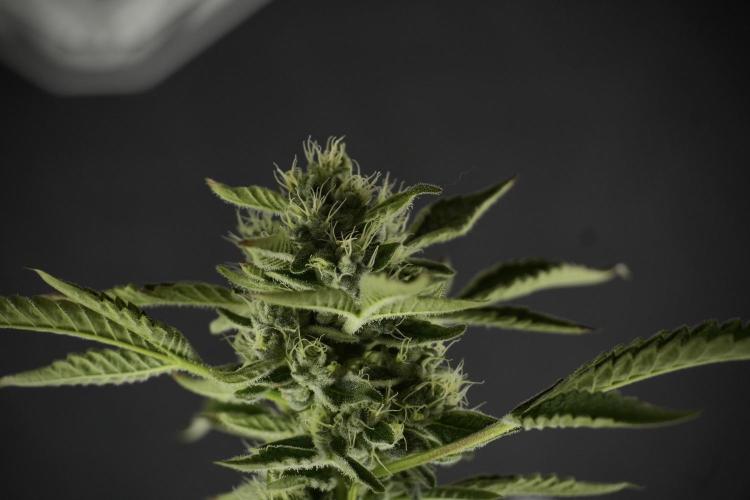 TicaL X Zamnesia-NectarDrip pack#268/750. Week 11 - Nectar Drip Defoliation day 