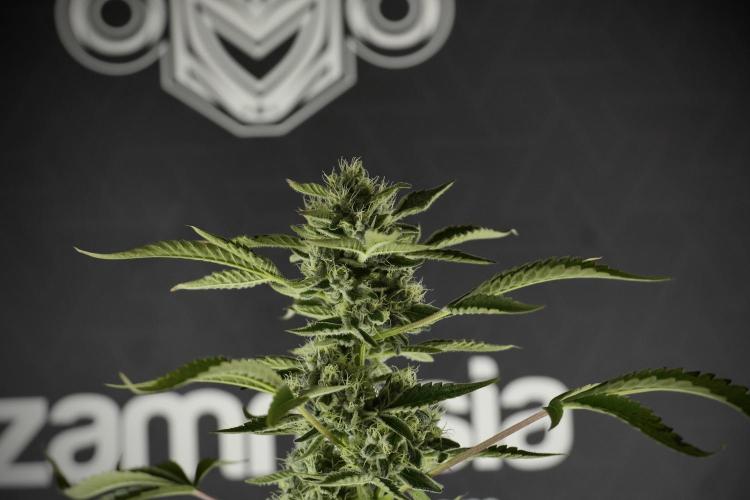 TicaL X Zamnesia-NectarDrip pack#268/750. Week 11 - Nectar Drip Defoliation day 