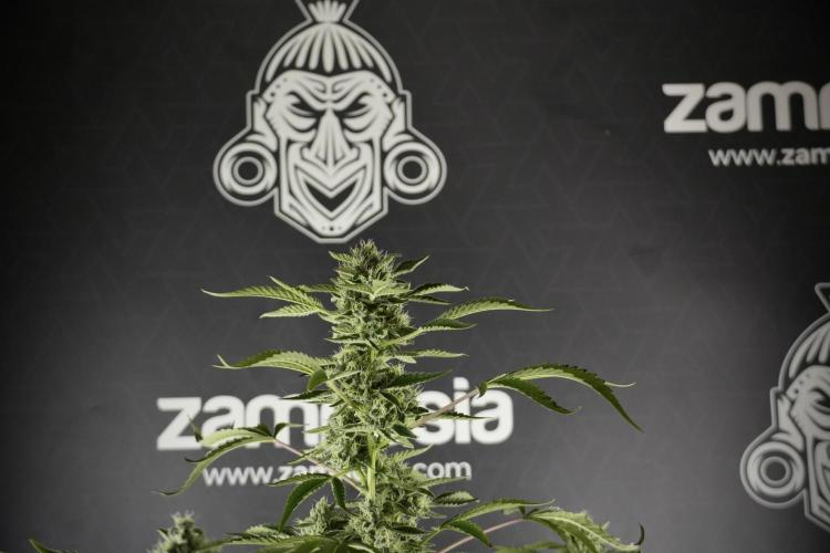 TicaL X Zamnesia-NectarDrip pack#268/750. Week 11 - Nectar Drip Defoliation day 