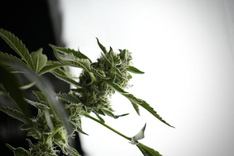 TicaL X Zamnesia-NectarDrip pack#268/750. Week 11 - Nectar Drip Defoliation day 