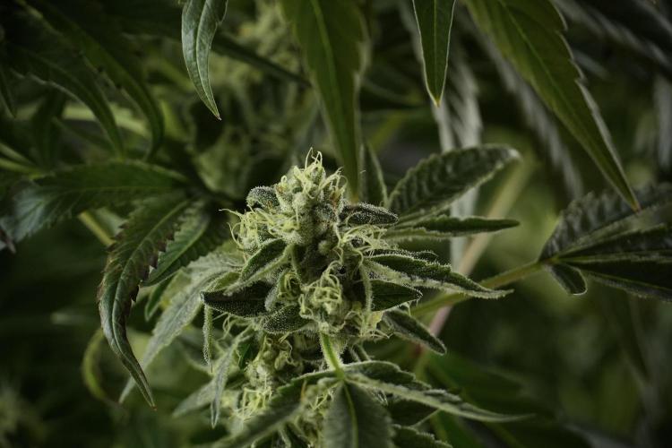 TicaL X Zamnesia-NectarDrip pack#268/750. Week 11 - Nectar Drip Defoliation day 