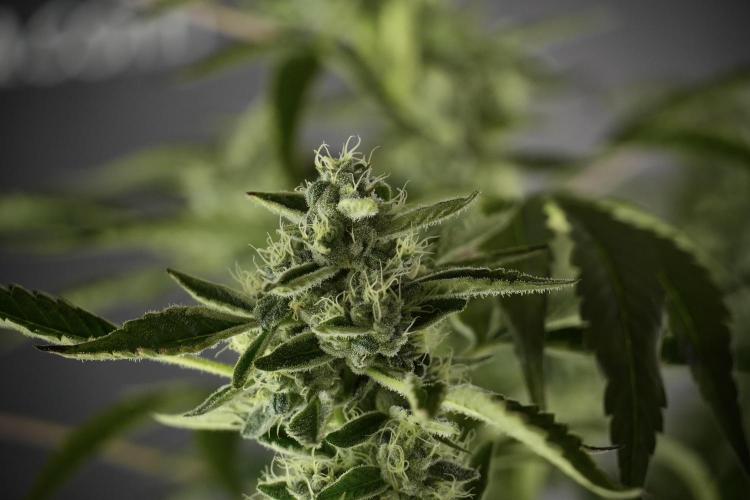 TicaL X Zamnesia-NectarDrip pack#268/750. Week 11 - Nectar Drip Defoliation day 