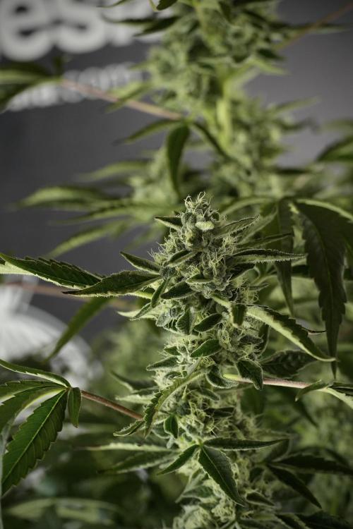 TicaL X Zamnesia-NectarDrip pack#268/750. Week 11 - Nectar Drip Defoliation day 