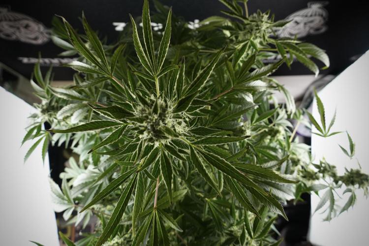 TicaL X Zamnesia-NectarDrip pack#268/750. Week 11 - Nectar Drip Defoliation day 