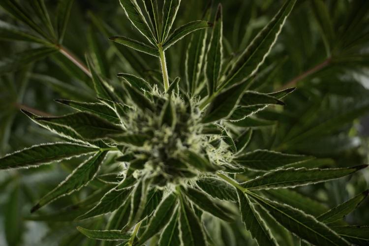 TicaL X Zamnesia-NectarDrip pack#268/750. Week 11 - Nectar Drip Defoliation day 