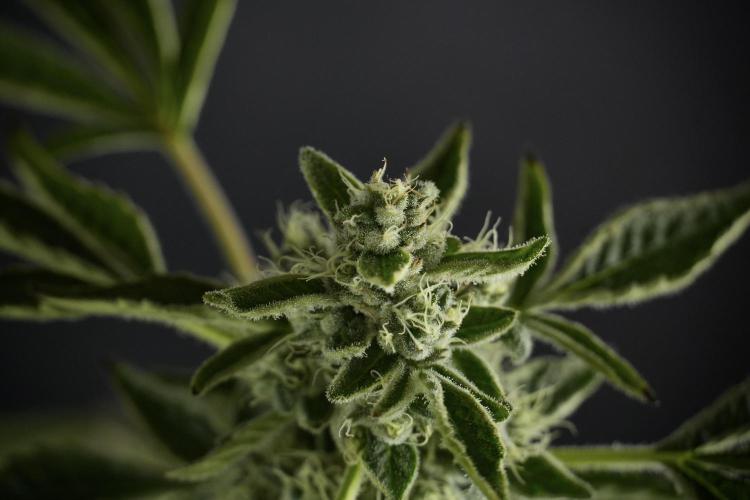 TicaL X Zamnesia-NectarDrip pack#268/750. Week 11 - Nectar Drip Defoliation day 
