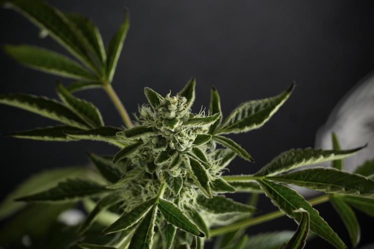 TicaL X Zamnesia-NectarDrip pack#268/750. Week 11 - Nectar Drip Defoliation day 