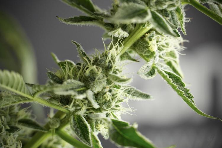 TicaL X Zamnesia-NectarDrip pack#268/750. Week 11 - Nectar Drip Defoliation day 
