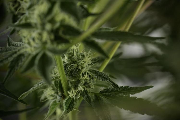 TicaL X Zamnesia-NectarDrip pack#268/750. Week 11 - Nectar Drip Defoliation day 