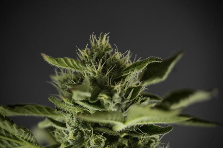 TicaL X Zamnesia-NectarDrip pack#268/750. Week 11 - Nectar Drip Defoliation day 
