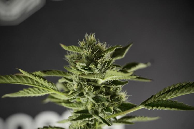 TicaL X Zamnesia-NectarDrip pack#268/750. Week 11 - Nectar Drip Defoliation day 