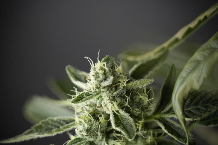 TicaL X Zamnesia-NectarDrip pack#268/750. Week 11 - Nectar Drip Defoliation day 