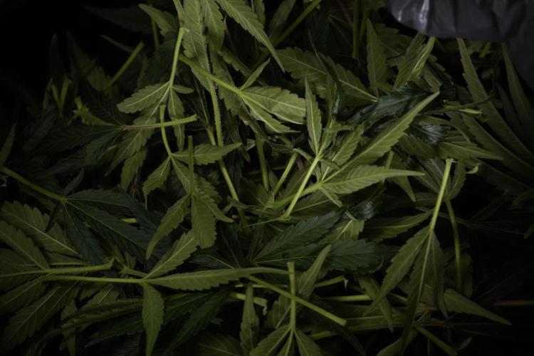 TicaL X Zamnesia-NectarDrip pack#268/750. Week 11 - Nectar Drip Defoliation day 