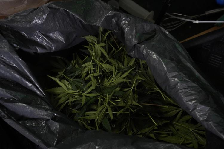 TicaL X Zamnesia-NectarDrip pack#268/750. Week 11 - Nectar Drip Defoliation day 