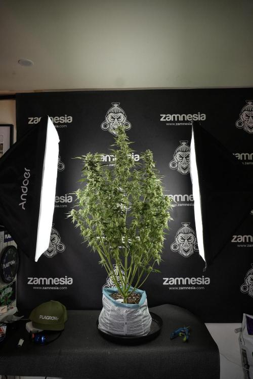 TicaL X Zamnesia-NectarDrip pack#268/750. Week 11 - Nectar Drip Defoliation day 