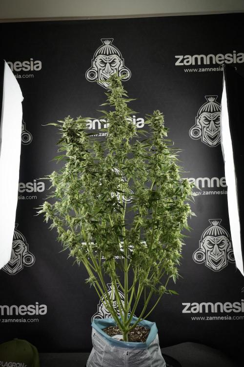 TicaL X Zamnesia-NectarDrip pack#268/750. Week 11 - Nectar Drip Defoliation day 