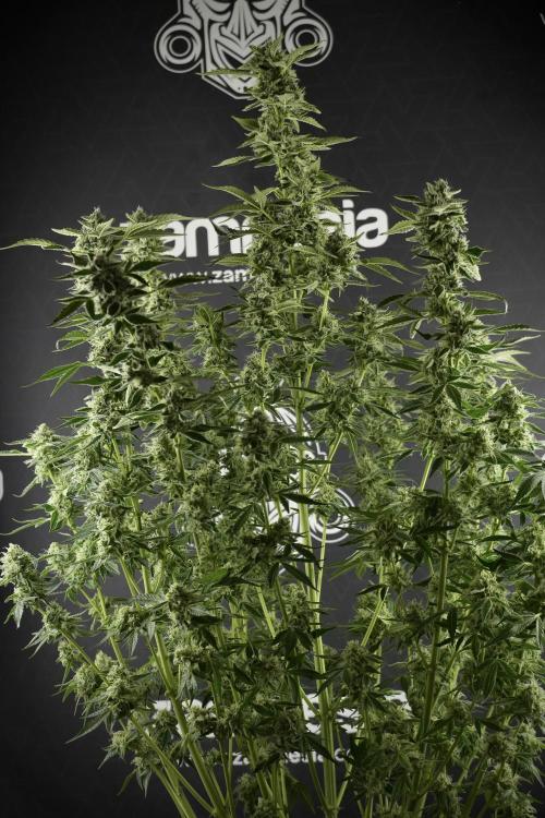 TicaL X Zamnesia-NectarDrip pack#268/750. Week 11 - Nectar Drip Defoliation day 