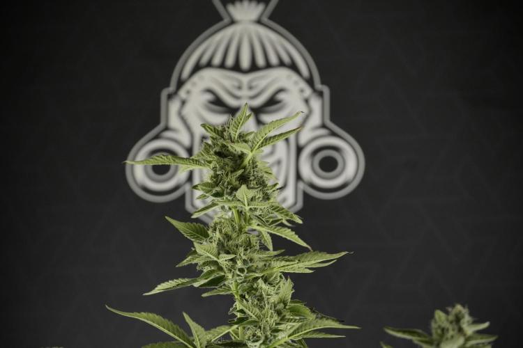 TicaL X Zamnesia-NectarDrip pack#268/750. Week 11 - Nectar Drip Defoliation day 