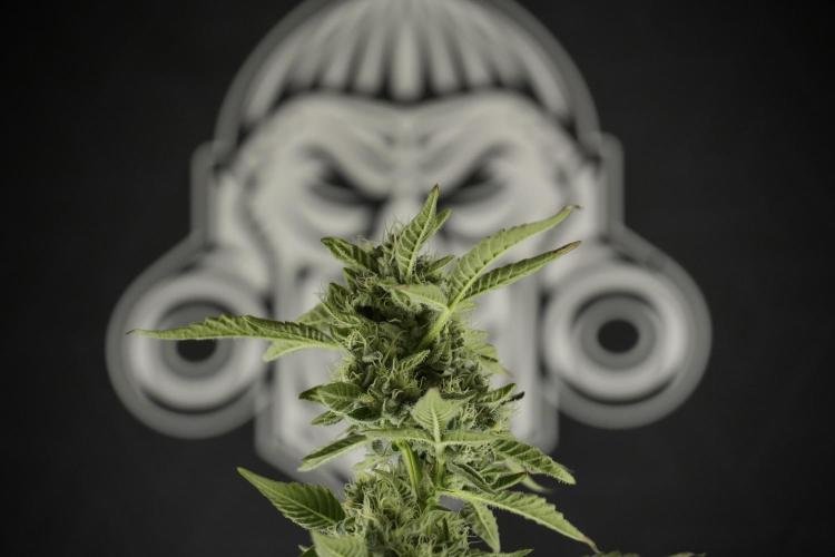 TicaL X Zamnesia-NectarDrip pack#268/750. Week 11 - Nectar Drip Defoliation day 